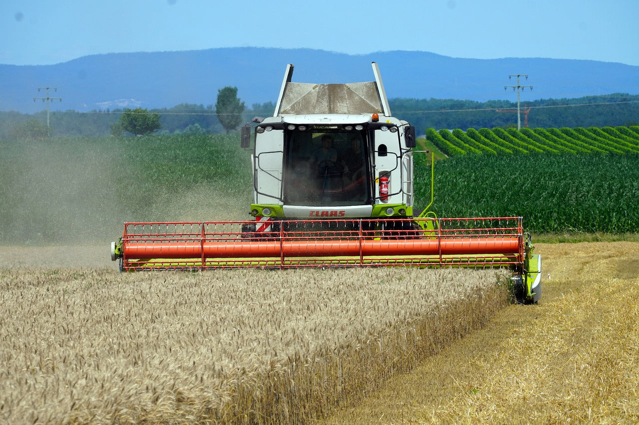 Световен ръст в производството на пшеница