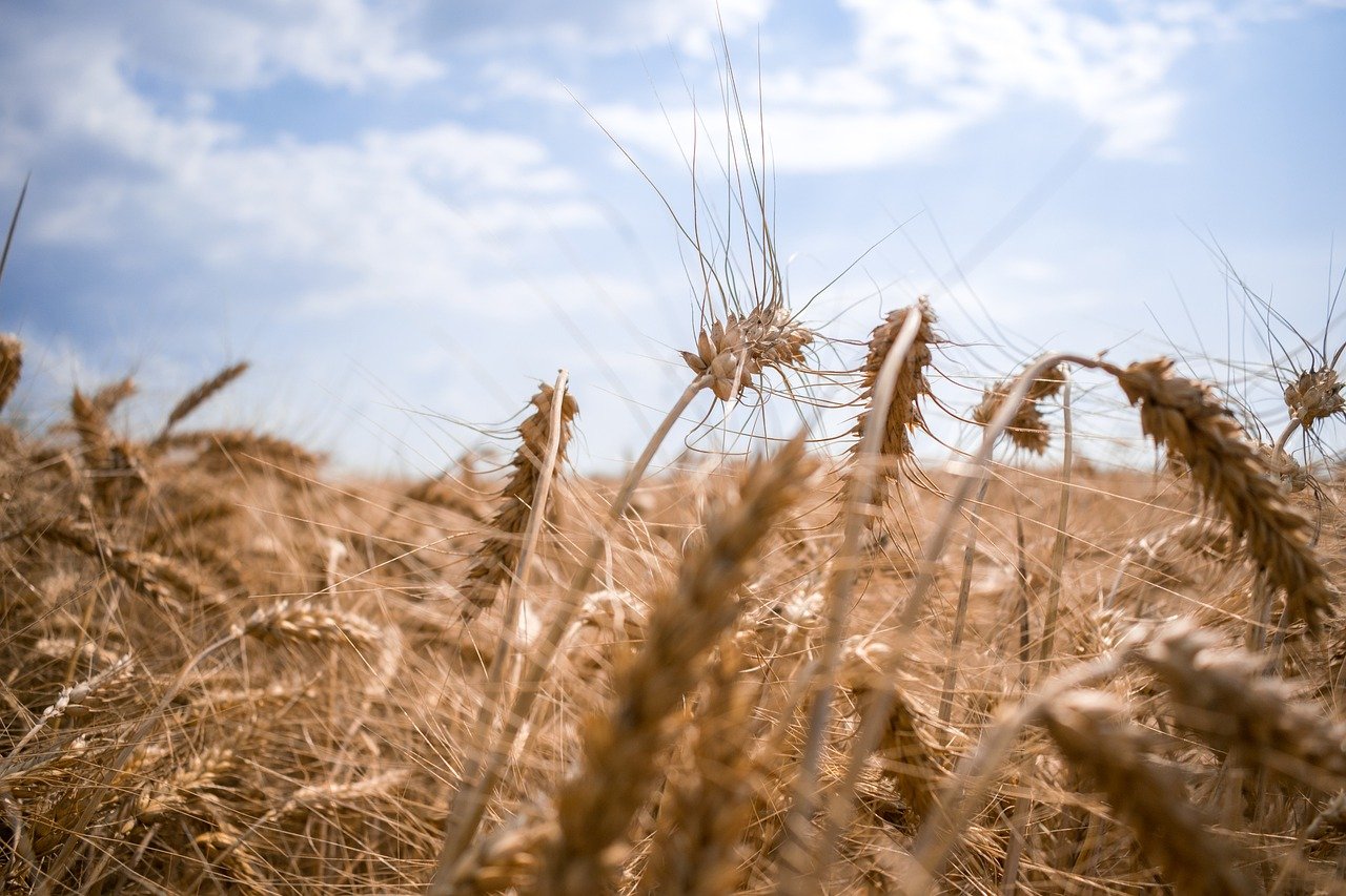 Нови дискусии около украинското зърно