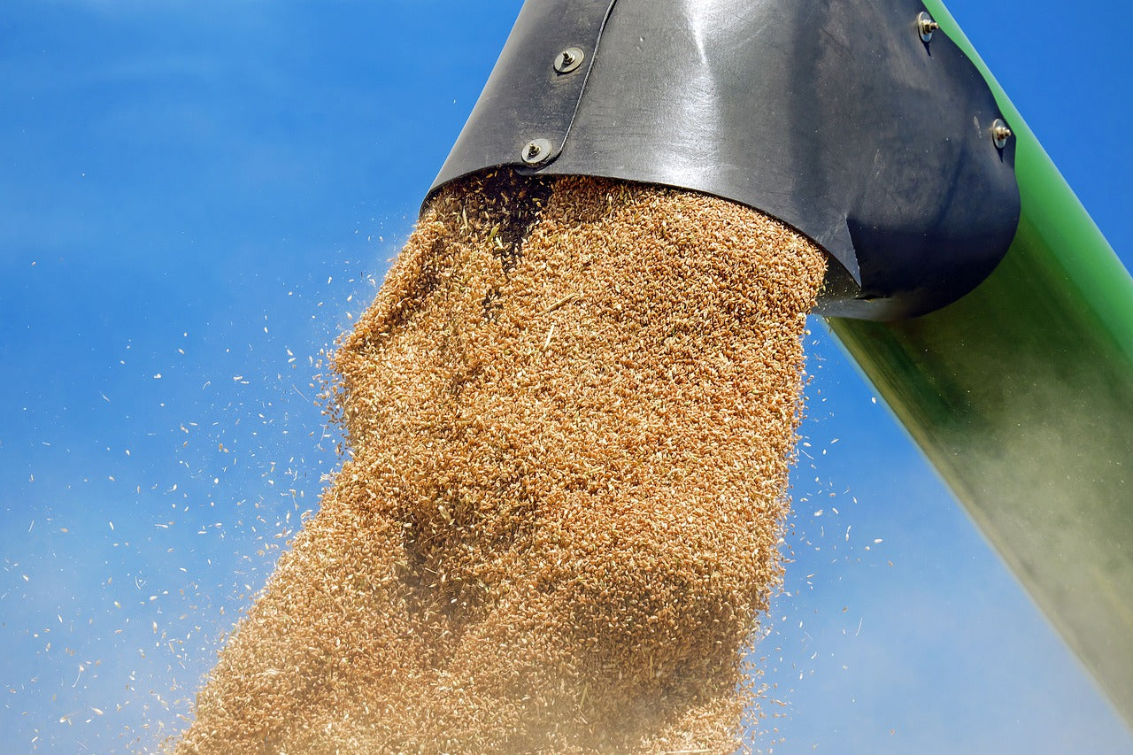 Световните запаси от пшеница се увеличават