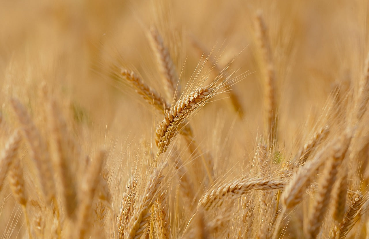 Виетнам премахва ограниченията върху вноса на пшеница